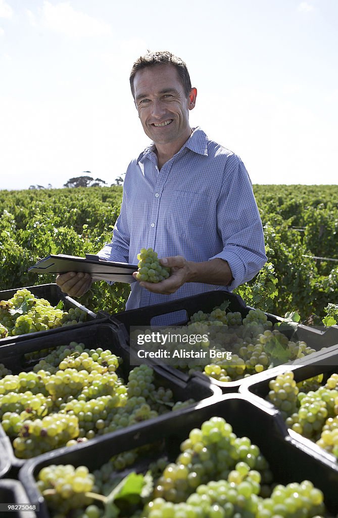 Portrait of farmer with grape harvest