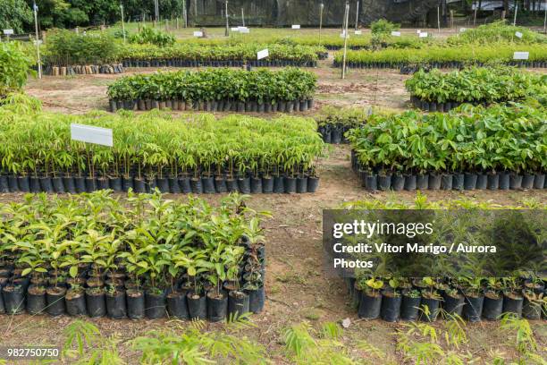 tree and plant seedlings for reforestation project in atlantic rainforest, guapiacu ecological reserve, rio de janeiro state, brazil - baumschule stock-fotos und bilder