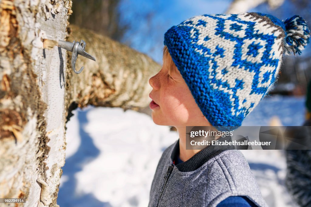 Boy looking at a tree that's been set up for tapping syrup