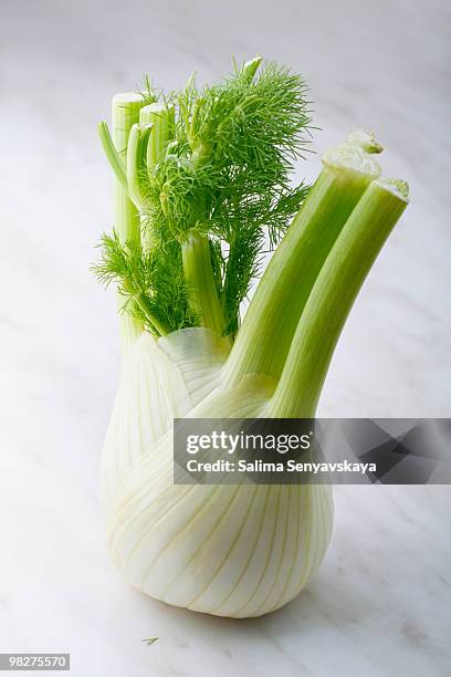 fenouil - fennel photos et images de collection