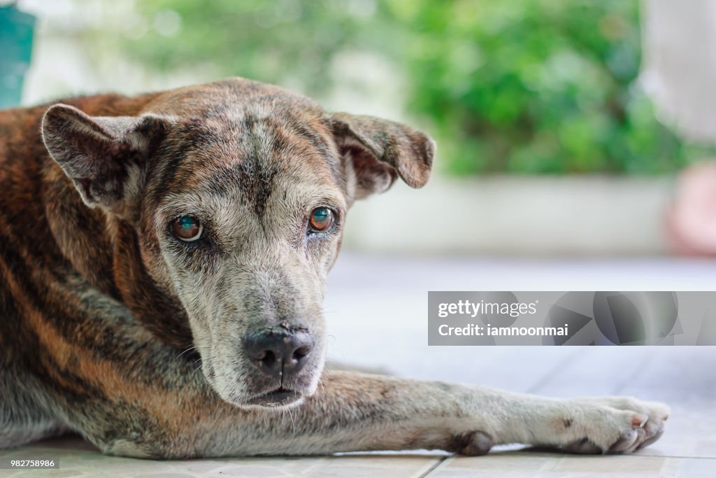 Porträt des kranken Hund Mydriasis Symptome oder Schüler zu erweitern, die Blindheit für Haustier medizinisches Konzept verursachen
