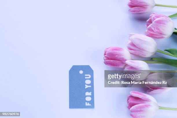 close-up of tulip flowers and greetings card with words "for you" over white background. directly above and copy space. - rz fotografías e imágenes de stock