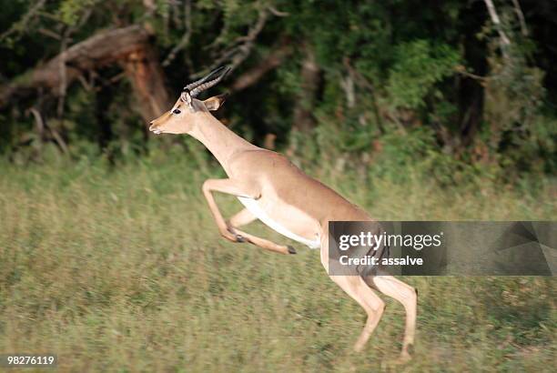jumping impala - impala stock-fotos und bilder