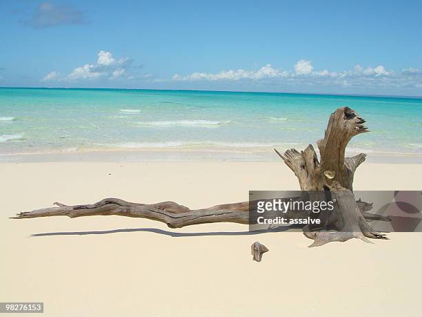 lonley driftwood su una spiaggia di sabbia bianca di sogni - driftwood foto e immagini stock