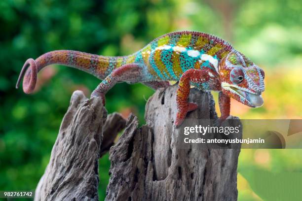 chameleon about to stick out tongue, indonesia - chameleon tongue ストックフォトと画像