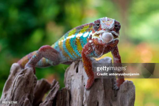 chameleon about to stick out tongue, indonesia - chameleon tongue foto e immagini stock