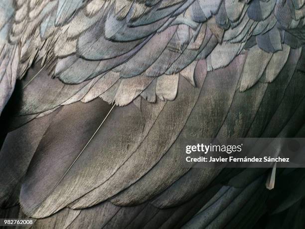 close-up of the plumage of a common raven (corvus corax). - pluma de ave fotografías e imágenes de stock