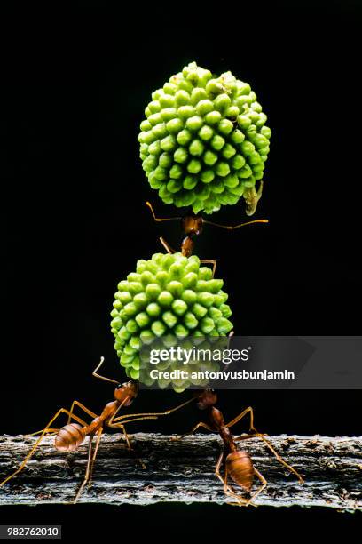 three ants carrying part of  a plant, indonesia - animal teamwork stockfoto's en -beelden