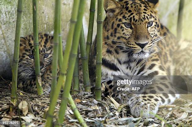 One of the three newly-born Amur leopards is pictured next to its mother "Elixa" on March 29, 2010 at Mulhouse zoo, eastern France. They were born on...