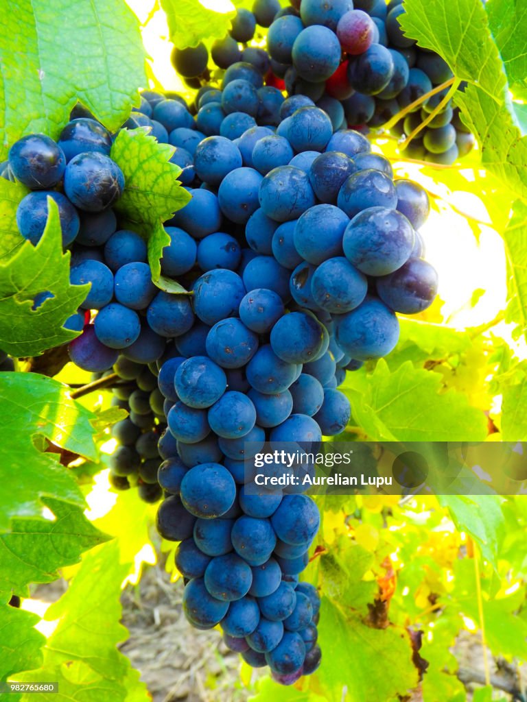 Merlotus Merlot High-Res Stock Photo - Getty Images