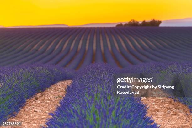 rows of lavender after sunset in valensole, alpes-de-haute-provence, france. - copyright by siripong kaewla iad stock pictures, royalty-free photos & images