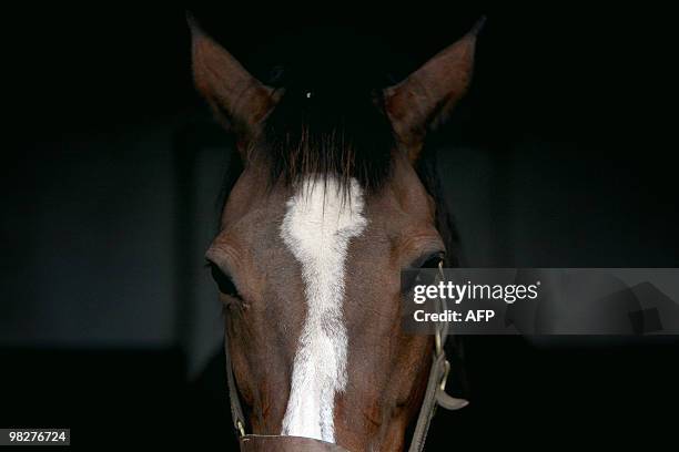 Picture taken on March 31, 2010 at the Gruchy stud farm in the Normandy region near Bayeux, shows a horse in its horsebox. AFP PHOTO KENZO...