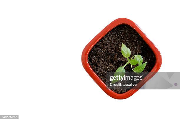 junge seeding einer chili-werk in rot flowerpot (1 - young plant in ground new shoots stock-fotos und bilder