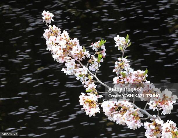 Fully bloomed cherry blossoms are seen on a promenade alongside a river while petals flow on the water on a sunny spring day in Tokyo on April 6,...