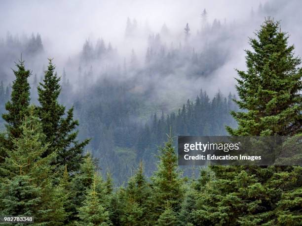 Scenic view and Douglas fir also known as Douglas-fir and Oregon pine, Pseudotsuga menziesii, South Central Alaska. United States of America.