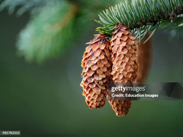 Douglas fir also known as Douglas-fir and Oregon pine, Pseudotsuga menziesii, detail of foliage and cones. South Central Alaska. United States of...