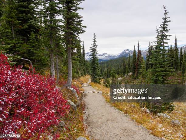 Hiking path on the top of Mount Revelstoke. British Columbia. Canada.