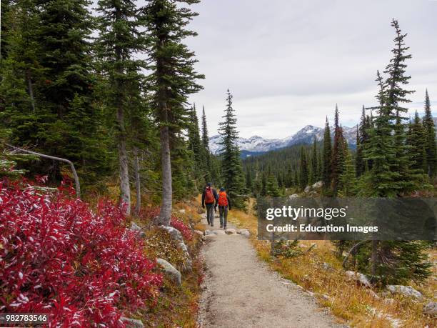 Kikers on Hiking path on the top of Mount Revelstoke. British Columbia. Canada.