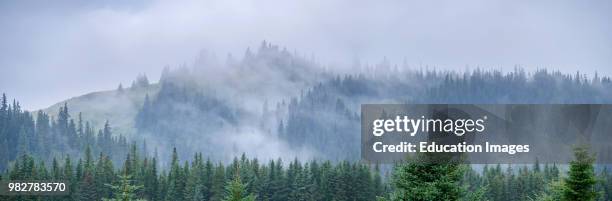 Scenic view and Douglas fir also known as Douglas-fir and Oregon pine, Pseudotsuga menziesii, South Central Alaska. United States of America.