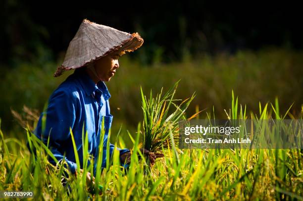 Asian Picking Rice 805 Asian Rice Farmer Stock Photos, High-Res Pictures, and Images ...