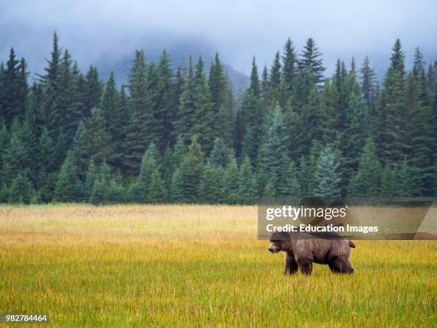 Coastal brown bear, also known as Grizzly Bear, Ursus Arcos, and Douglas fir also known as Douglas-fir and Oregon pine, Pseudotsuga menziesii, South...