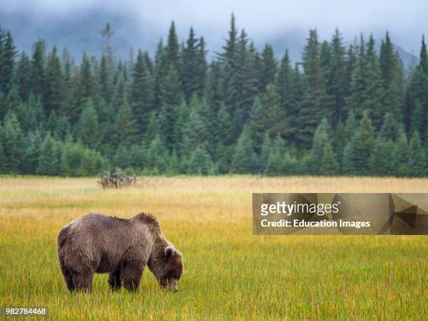 Coastal brown bear, also known as Grizzly Bear, Ursus Arcos, and Douglas fir also known as Douglas-fir and Oregon pine, Pseudotsuga menziesii, South...