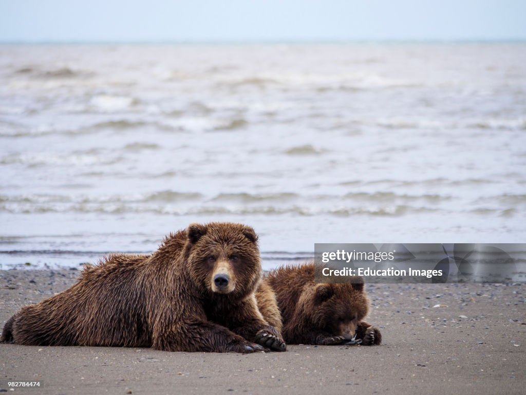 Coastal brown bear, or Grizzly Bear, female and cub. South Central Alaska.