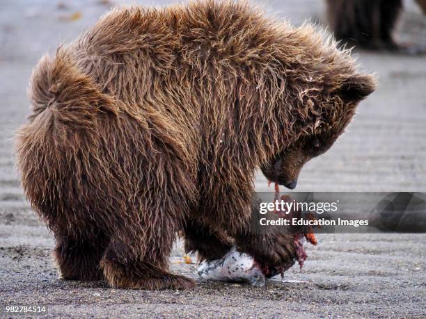 Coastal brown bear, also known as Grizzly Bear, Ursus Arcos, cub feeding on a silver salmon or coho salmon, Oncorhynchus kisutch, South Central...