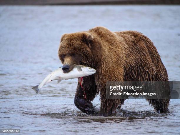 Coastal brown bear, also known as Grizzly Bear, Ursus Arcos, with a silver salmon or coho salmon, Oncorhynchus kisutch, it has caught. Cook Inlet....