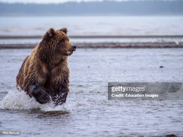 Coastal brown bear, also known as Grizzly Bear, Ursus Arcos, chasing silver salmon or coho salmon, Oncorhynchus kisutch, Cook Inlet. South Central...