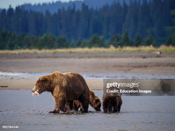 Coastal brown bear, also known as Grizzly Bear, Ursus Arcos, female and cubs feeding on a silver salmon or coho salmon, Oncorhynchus kisutch, South...