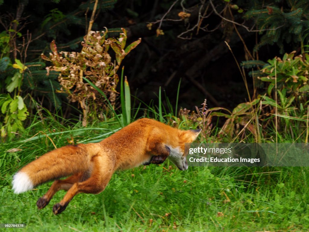 Red fox, Vulpes vulpes, pouncing. South Central Alaska. United States ...
