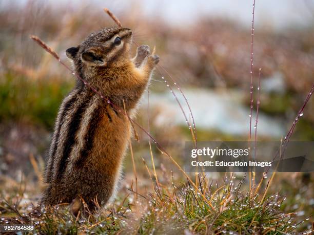 Yellow-pine chipmunk, Tamias amoenus, Whistler. British Columbia. Canada.