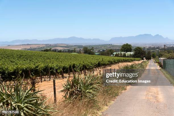 Vines on the slopes of Helderberg Mountain near Somerset West South Africa, looking toward Cape peninsula and the back of Table Mountain.