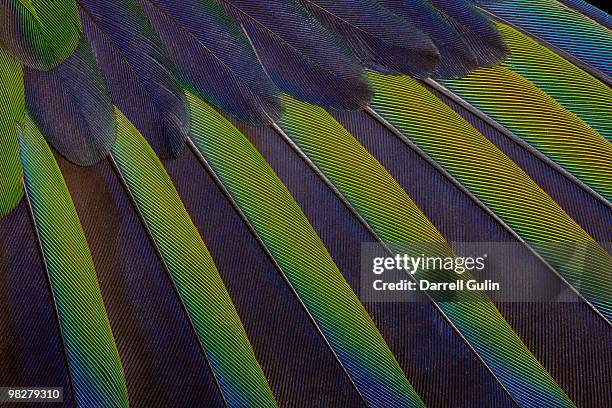 wing pattern of sun conure parrot - sun conure stock pictures, royalty-free photos & images