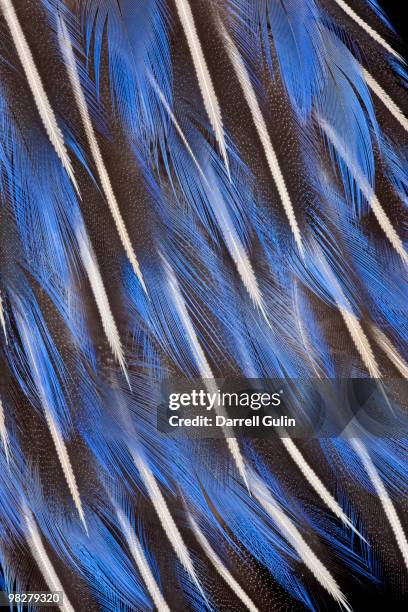 feather design of vulterurine guinea fowl - faraona comune foto e immagini stock