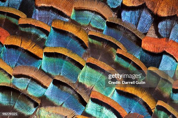 large feather design of oscellated turkey feathers - turkey feathers 個照片及圖片檔