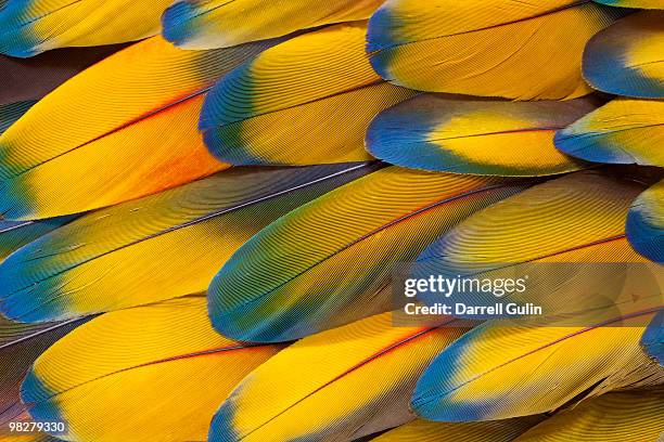 scarlet macaw wing feather coverts pattern - feathers stock pictures, royalty-free photos & images