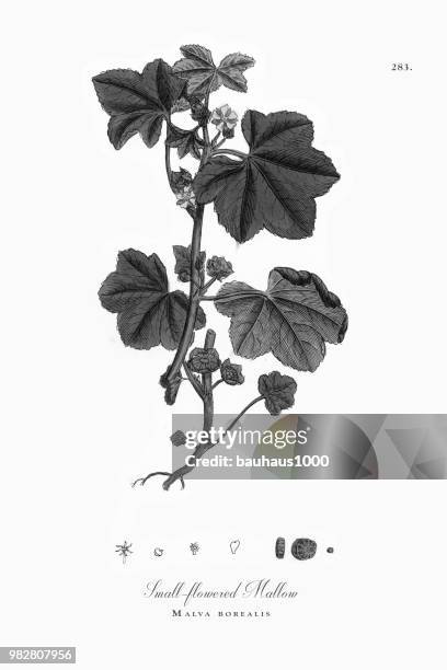 Malva Roots 101 Mallow Root Stock Photos, High-Res Pictures, and Images - Getty Images