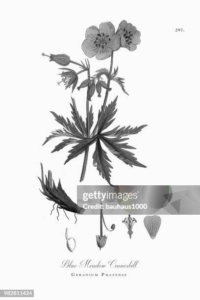 blue meadow cranesbill, geranium pratense, victorian botanical illustration, 1863 - geranium root stock illustrations