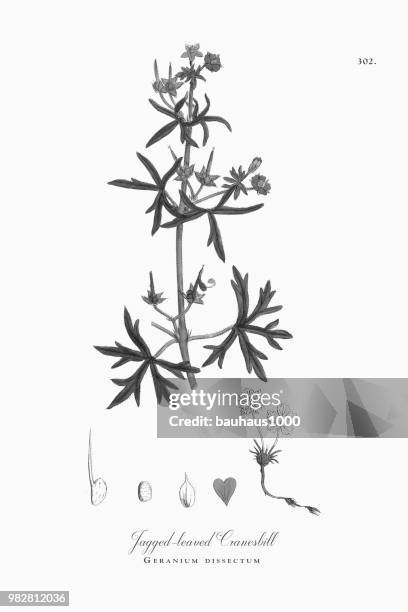 jagged-leaved cranesbill, geranium dissectum, victorian botanical illustration, 1863 - geranium root stock illustrations
