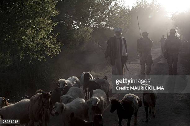 An Afghan shepherd drives his goats past US Marines from India Company, 3rd Battalion, 6th Marines and Afghan National Army soldiers on foot patrol...