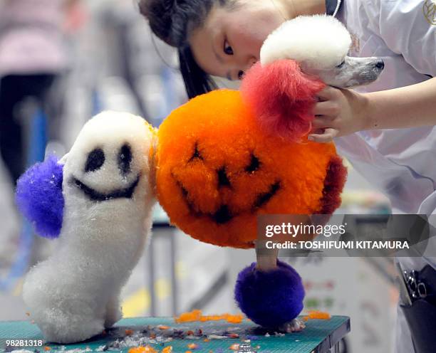 Trimmer cuts the poodle with a halloween theme during the dog beauty competition in the FCI Japan International Dog Show 2010 in Tokyo on April 4,...