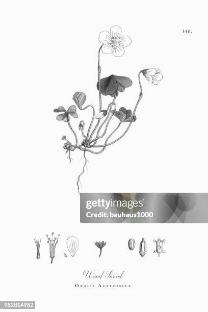 ilustraciones, imágenes clip art, dibujos animados e iconos de stock de acedera, oxalis acetosella, ilustración botánica victoriana, 1863 - acederilla