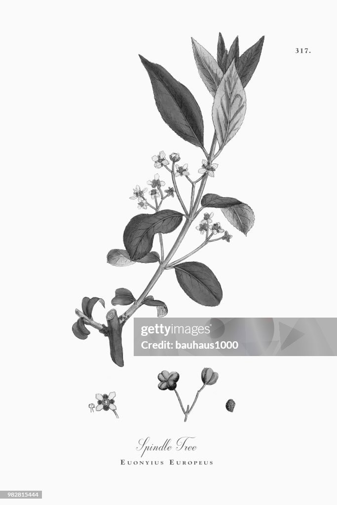 Spindle Tree, Euonyius Europeus, Victorian Botanical Illustration, 1863