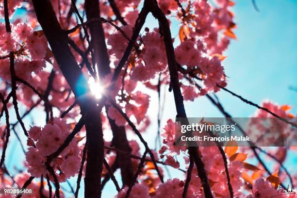 cerisier en fleurs - cerisier stock pictures, royalty-free photos & images