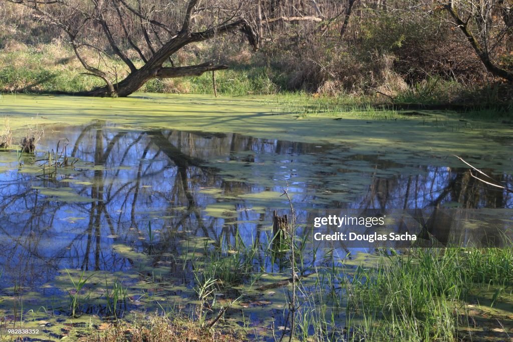 Rural Pond in the Wetlands