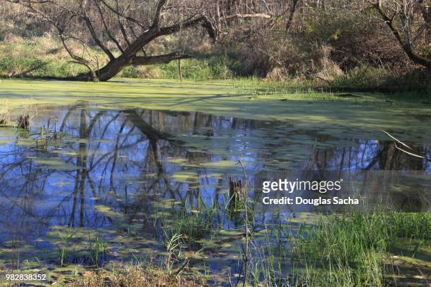 rural pond in the wetlands - leben im teich stock-fotos und bilder