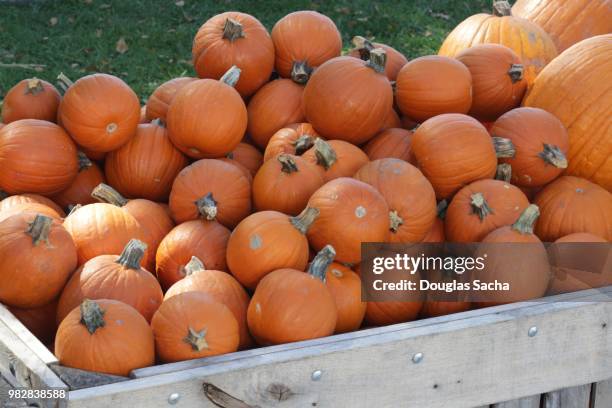 freshly picked pumpkins for the halloween holiday (cucurbita pepo) - pumpkin harvest 個照片及圖片檔