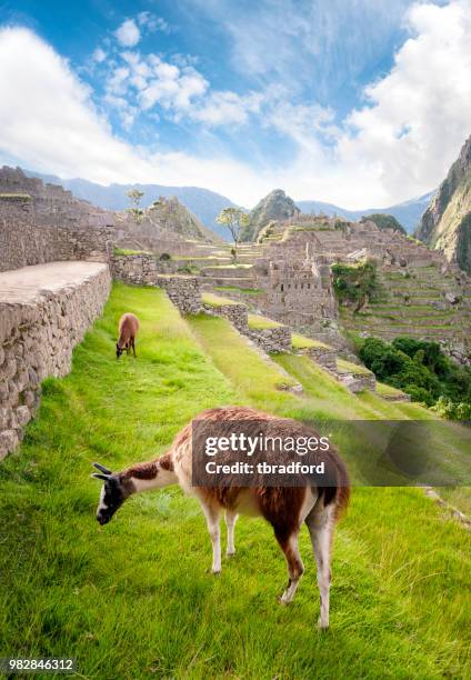 llamas pastan en las terrazas a machu picchu en perú - ruinas incas de machu picchu fotografías e imágenes de stock